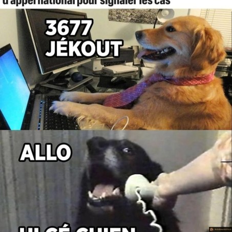 3677 maltraitance chien