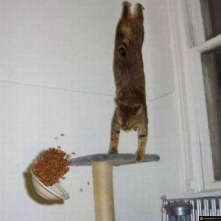 5/5 pour le poirier du chat