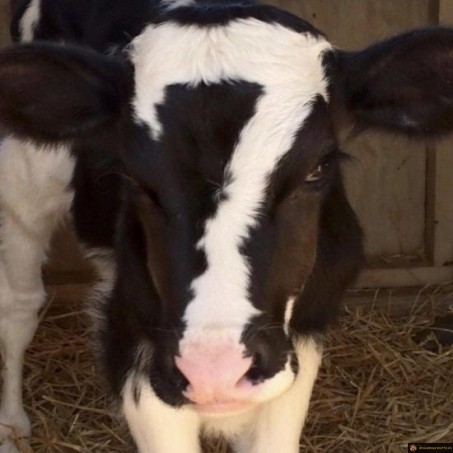 7eme Vache