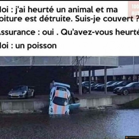 Accident voiture poisson