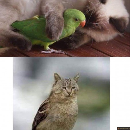 Accouplement chat oiseau