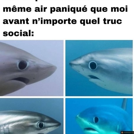 Air du requin renard