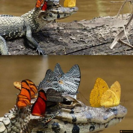 Aligator papillons