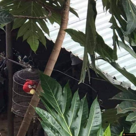 Angry bird