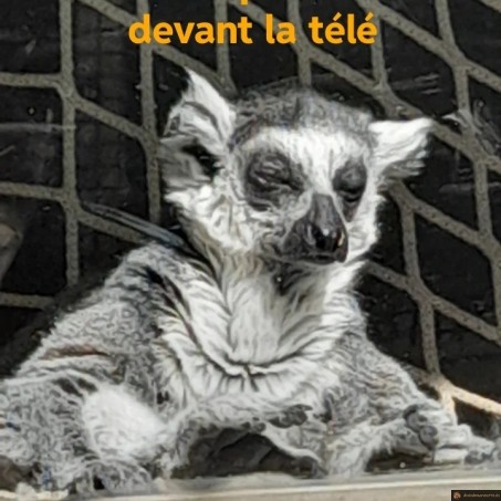 Après le travail, devant la télé