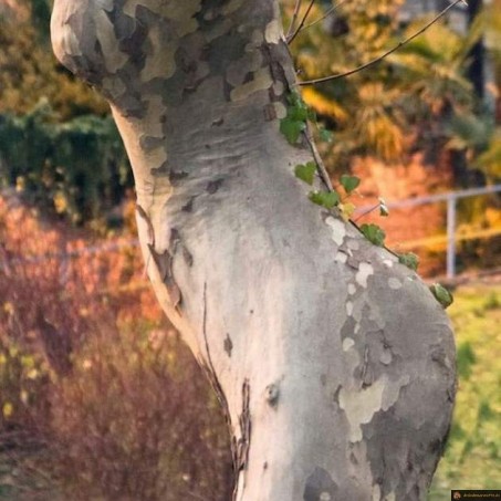 Arbre corps de femme