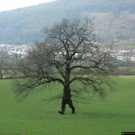 Arbre en promenade