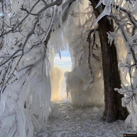 Arbre gelé