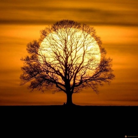 Arbre magnifique soleil