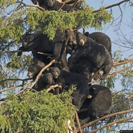 Arbre rempli d'ours