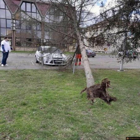 Arbre vs voiture chanceuse