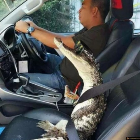 Attache ta ceinture croco