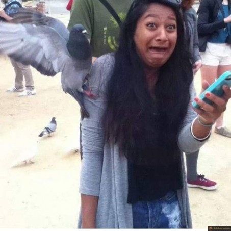 Attaque de pigeon