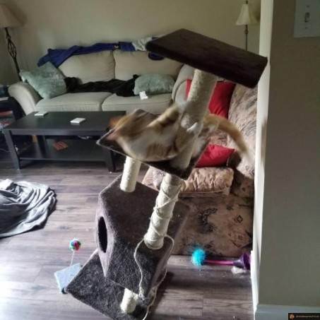 Attaque sur l'arbre à chat