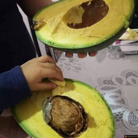 Avocat géant