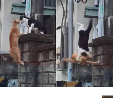 Bagarre chat escalade