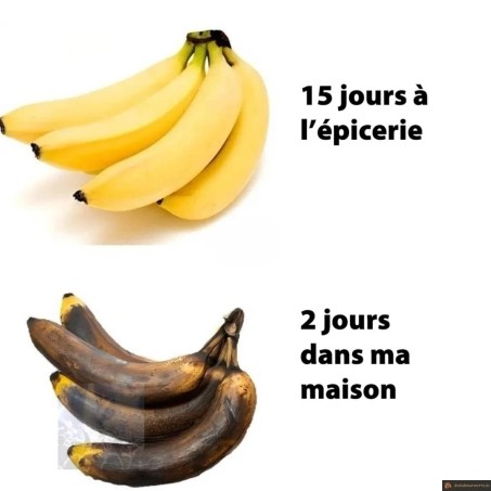 banane à la maison vs epicerie