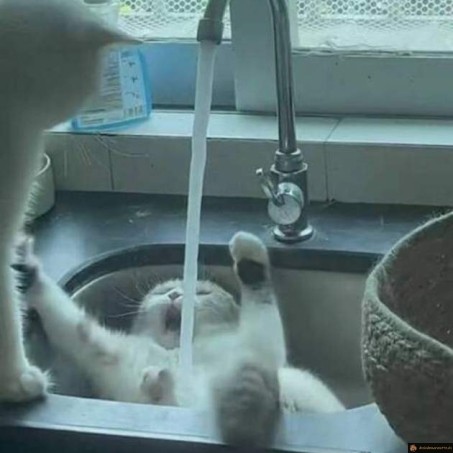 Bataille de chats