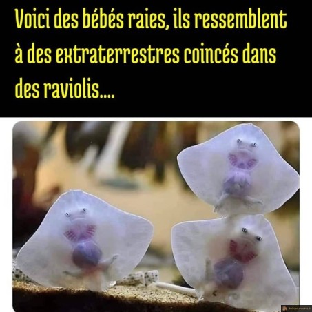Bébés raies