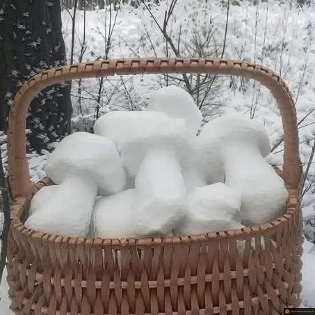 Bolet de neige
