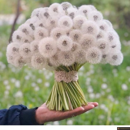 Bouquet de pissenlit