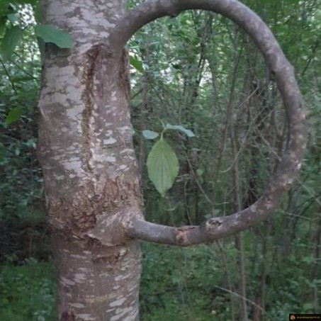 Branche infinie