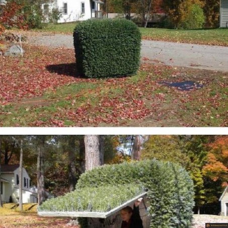 Buisson pour voyeur