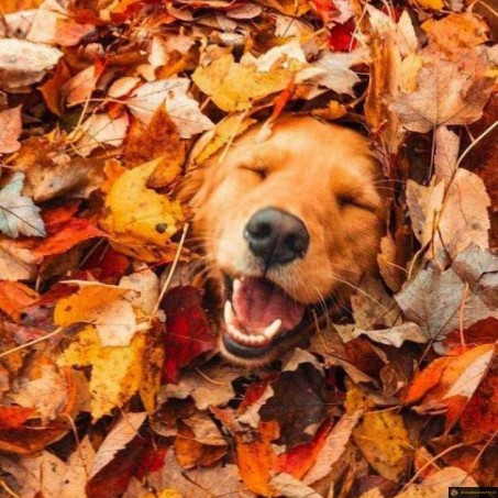C'est l'automne