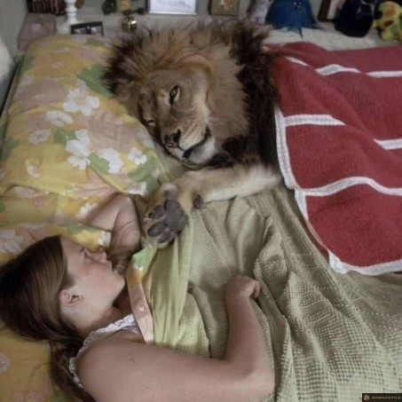 C'est un gros chat ça!