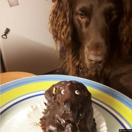 ça se voit qu'il est heureux le chien