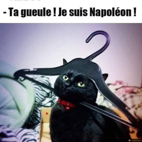 Cachou Chat Napoléon