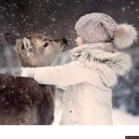 Calin biche