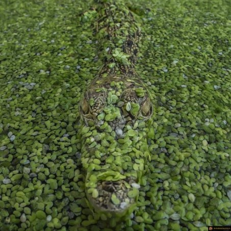 Camouflage croco