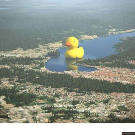 Canard géant