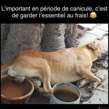 Canicule: garder l'essentiel au frais