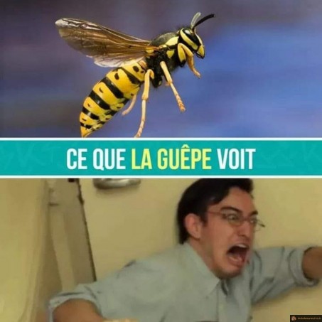 Ce que la guêpe voit