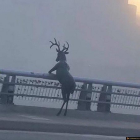 Cerf qui regarde la vue