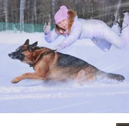 Cet hiver quand je vais promener le chien