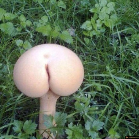 Champignon fesse