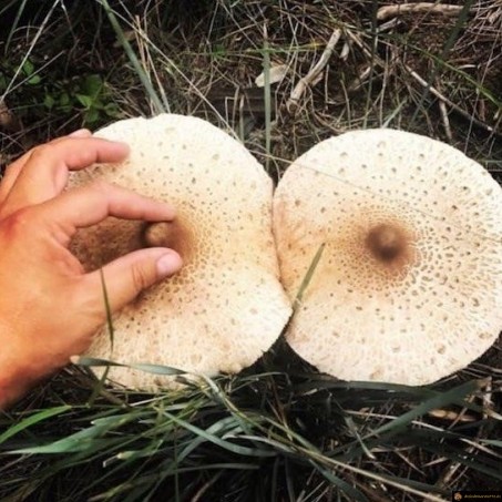 Champignon mamelon