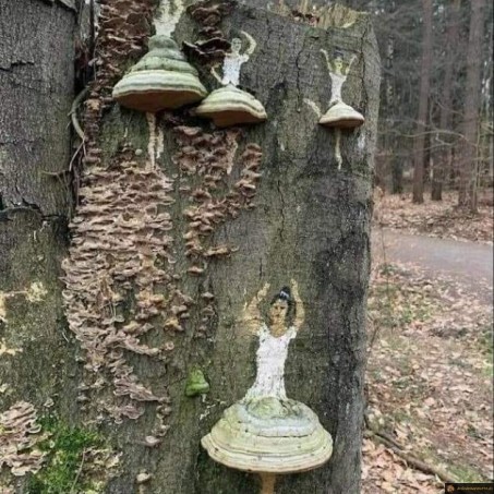 Champignons danseuses étoiles