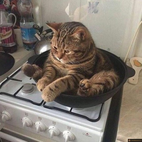 Chat à cuire