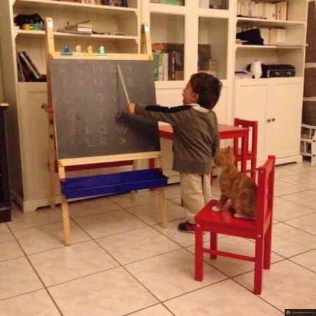 Chat à l'école