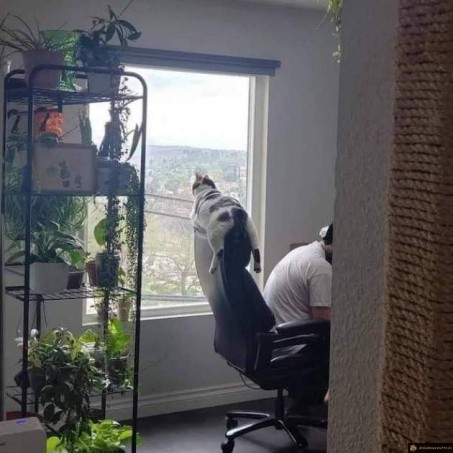 Chat à la fenetre