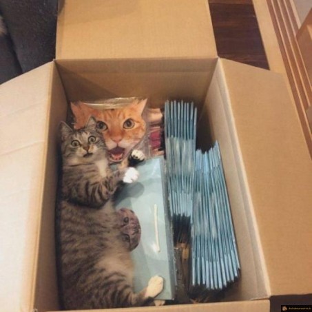 Chat a peur