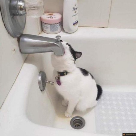 Chat à soif