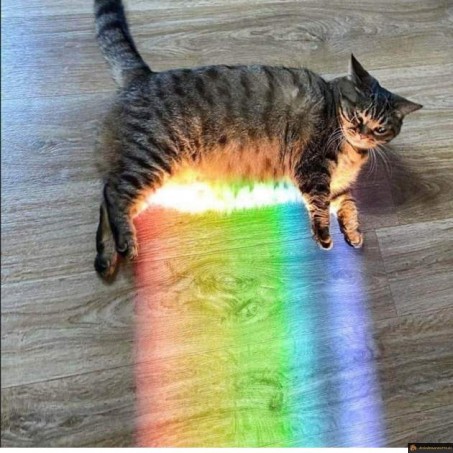 Chat arc en ciel