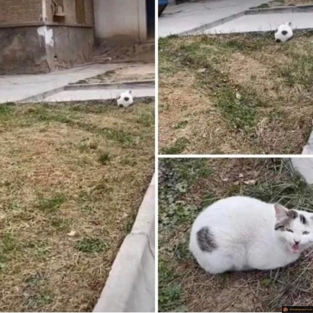 Chat ballon de foot