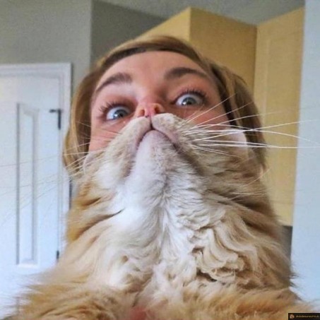Chat barbe