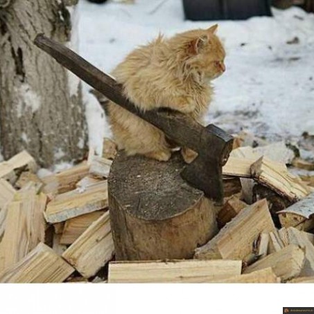 Chat bucheron